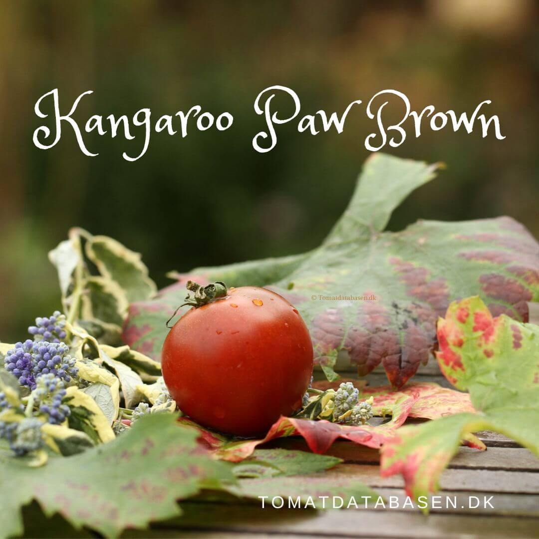 Kangaroo Paw Brown